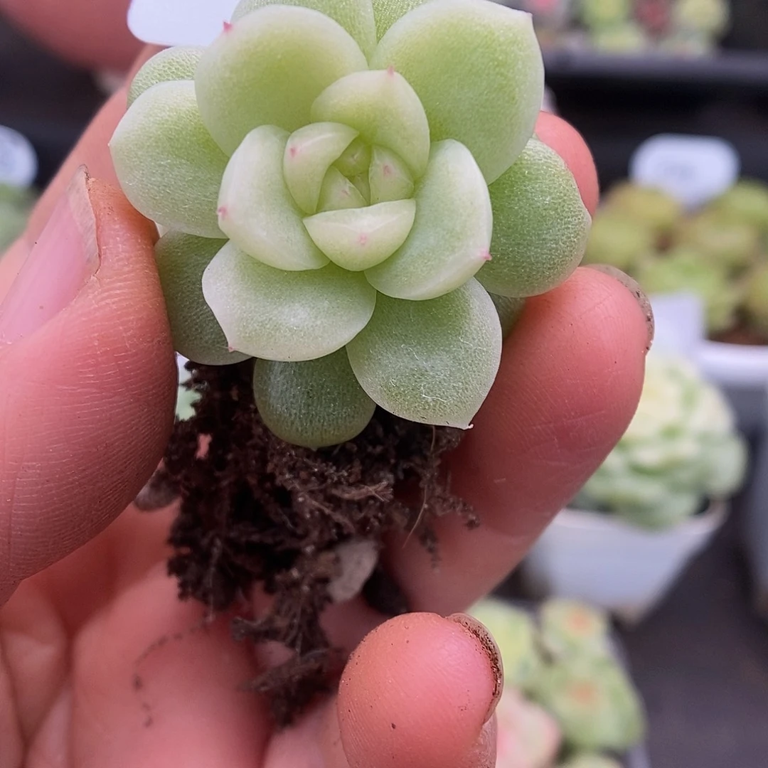 一物一拍一物一拍926-368