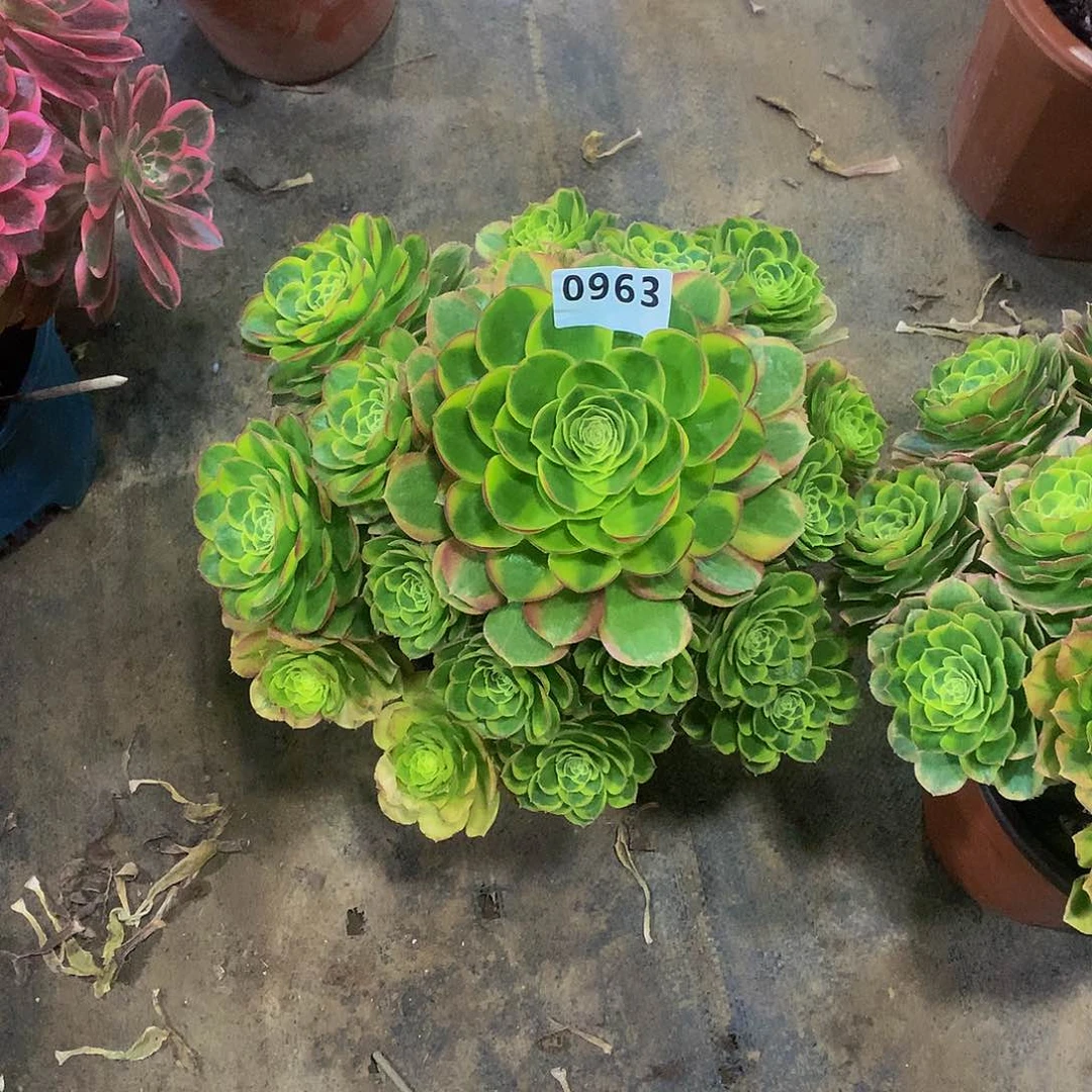 枫*?963花888888888888