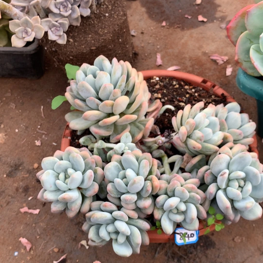 840香水一物一拍多肉