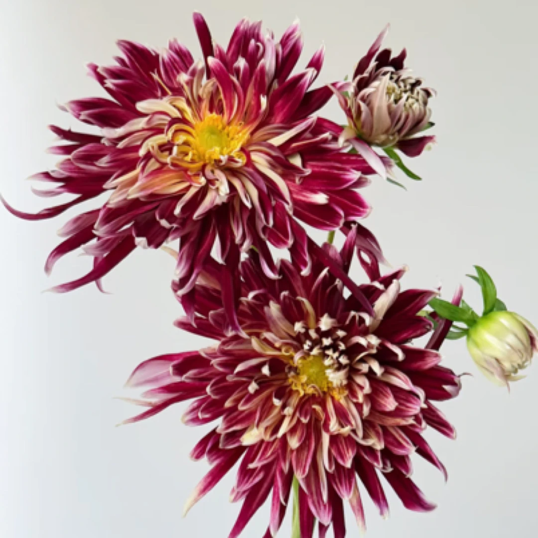 妖娆【秋田】大丽花精品重瓣超大花型进口整坨