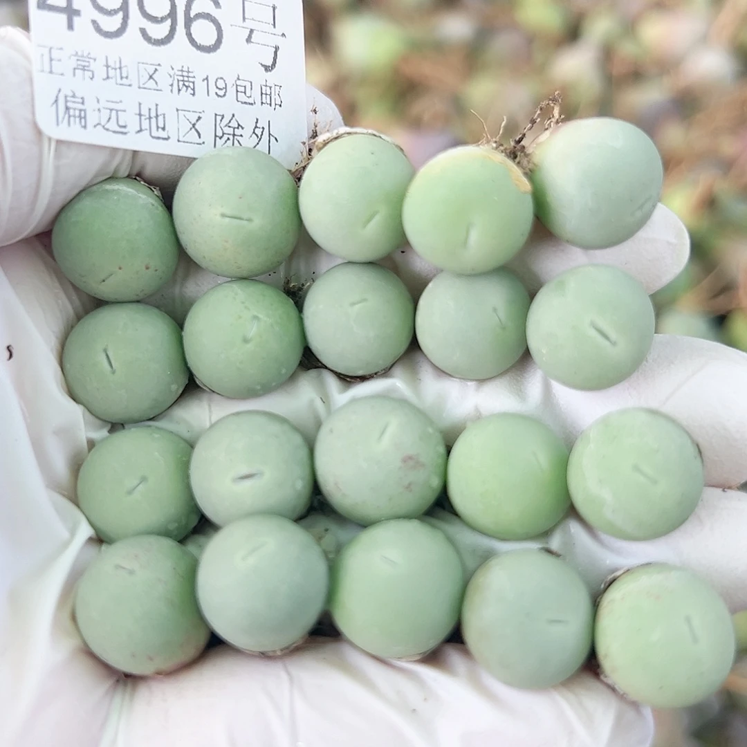 4996两年鸽子蛋20个1cm左右比较小特价处理