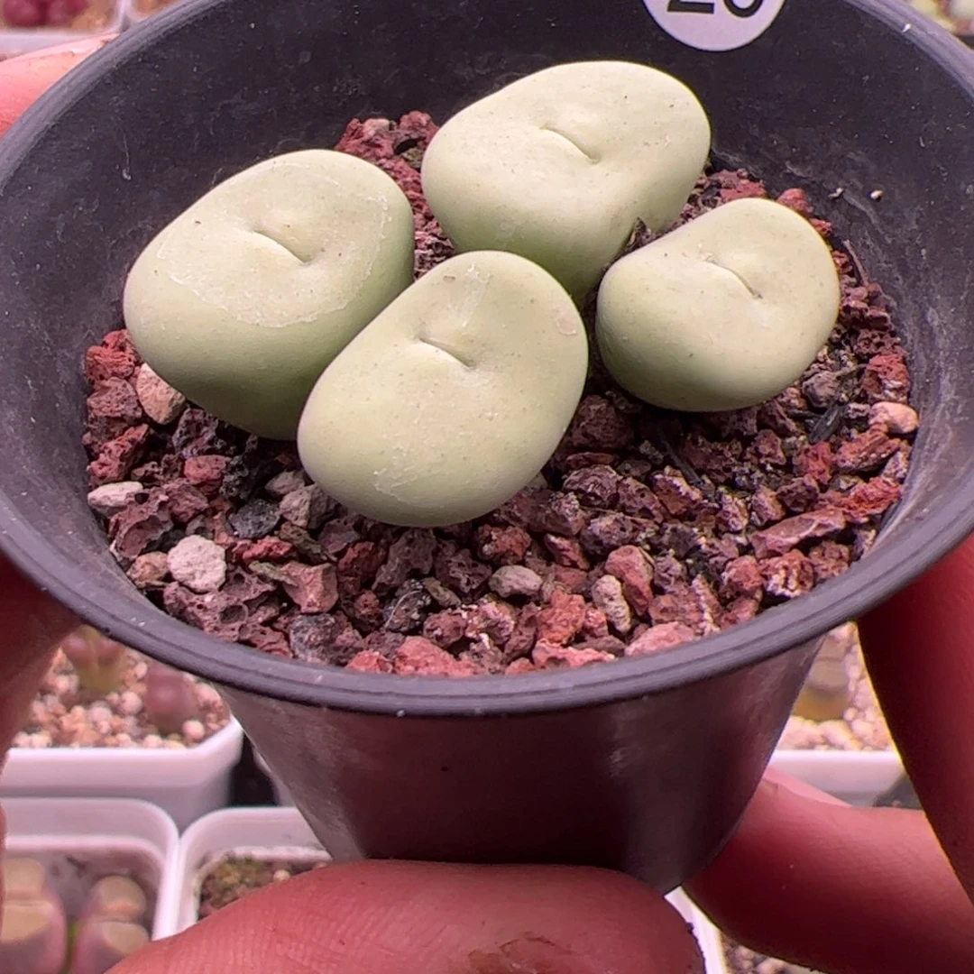 7.16嘟嘟嘴多肉植物组合26