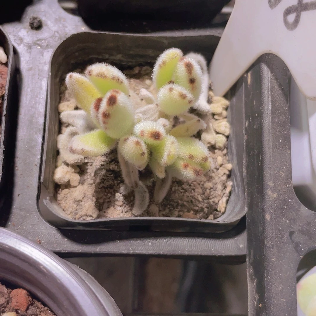 福兔耳w058一物一拍