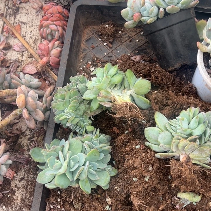 小***茄云欣多肉植物白凤缀