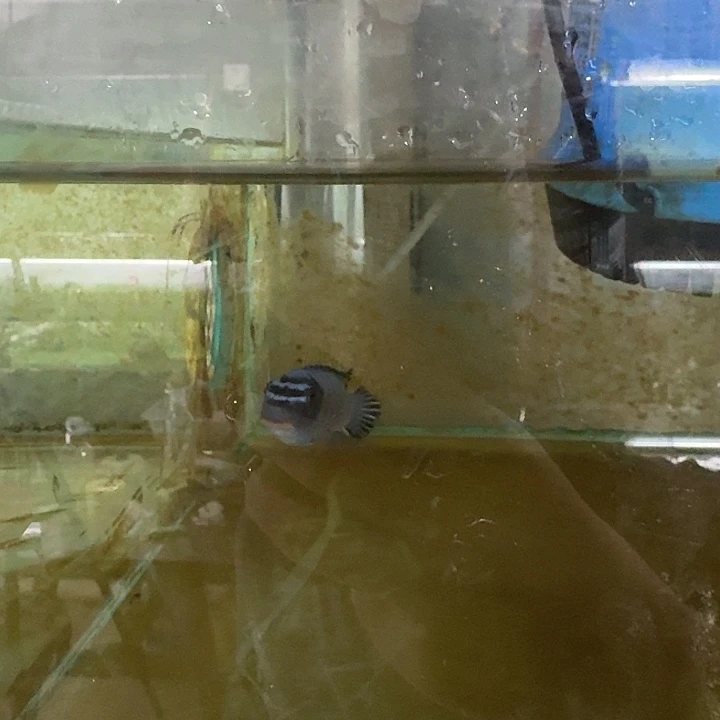 海水8号野生黑鳍勾鼻