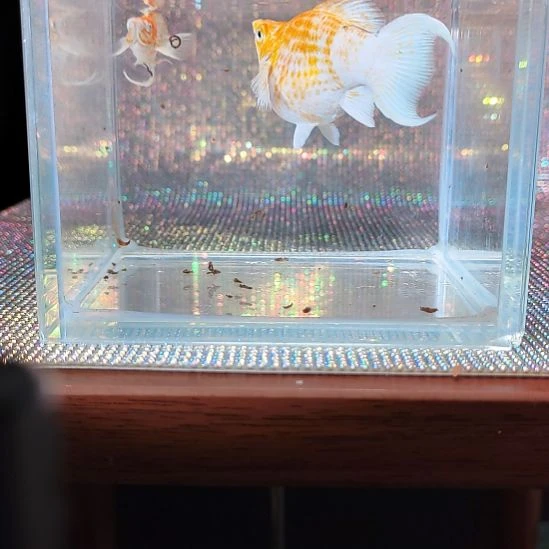 孔雀鱼樱花玛丽球