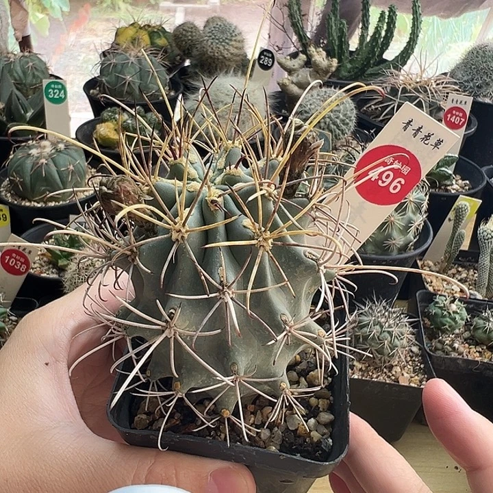 实生黑罗刹一颗668778