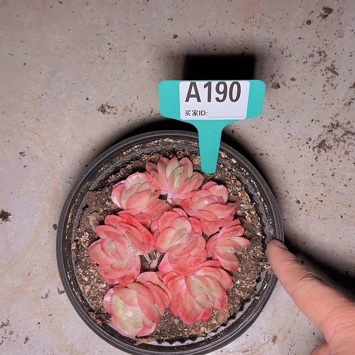 余***己冰玫瑰一物一拍A190