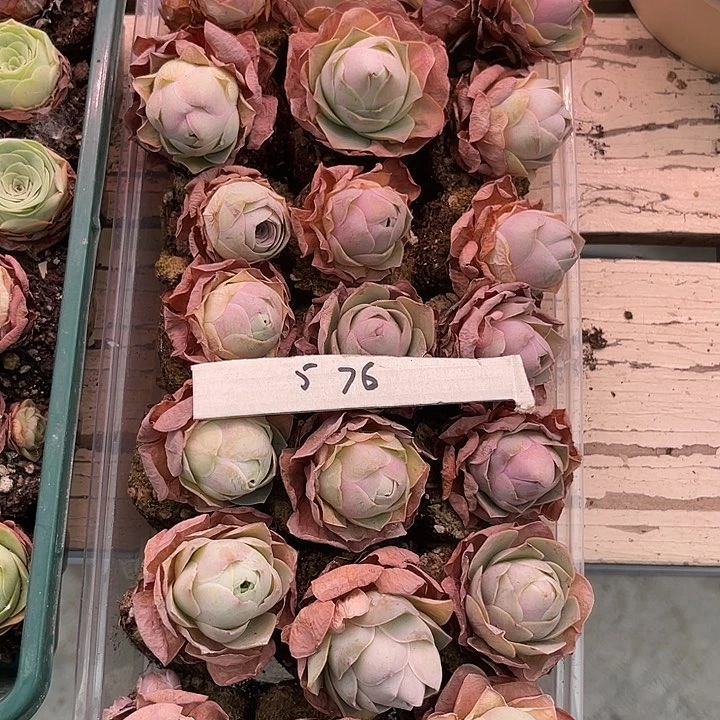 山地玫瑰576号，一物一拍21颗2.7cm左右