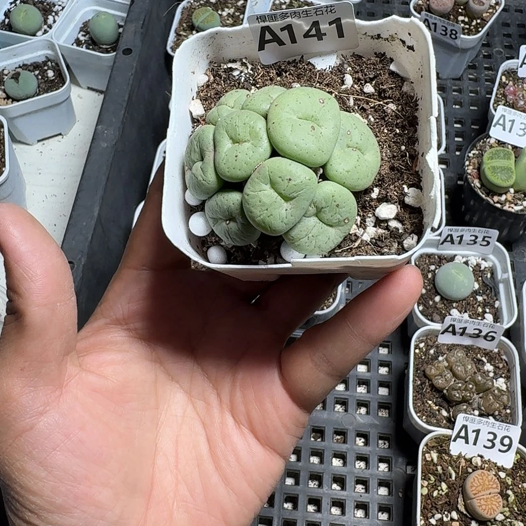 141多肉植物多肉植物