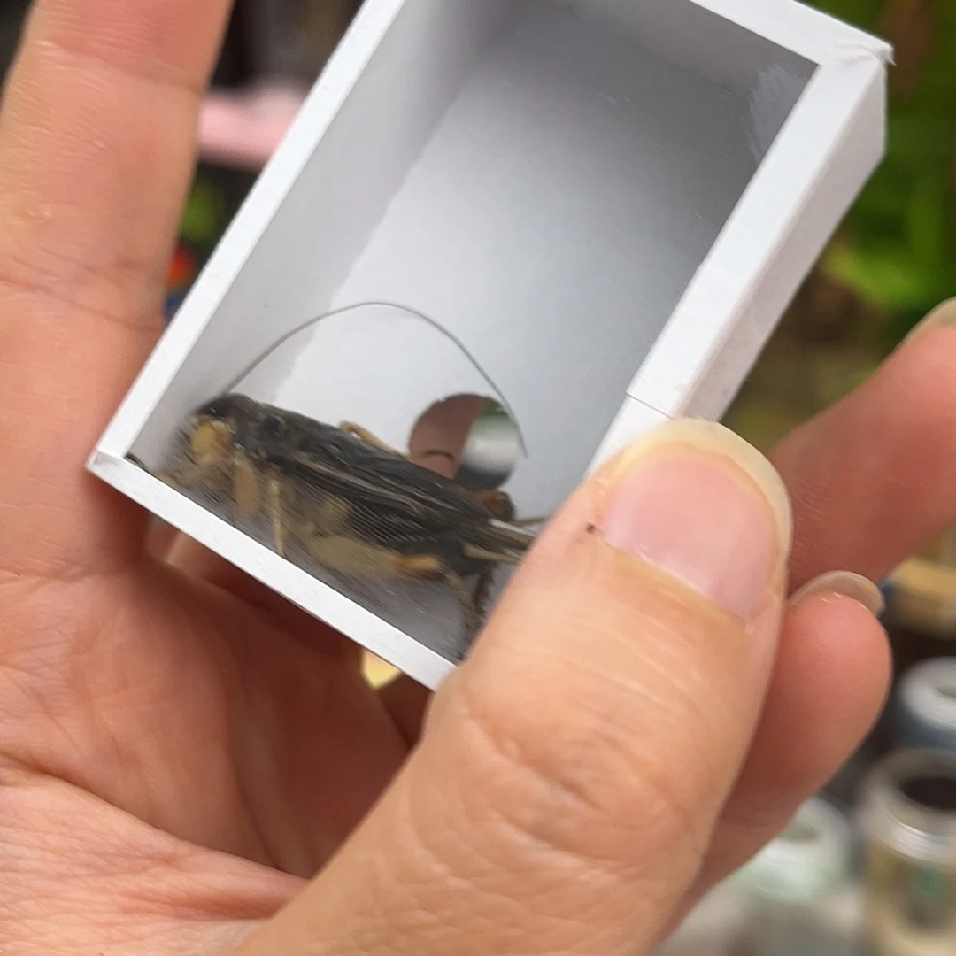 哏***年1条北京虫哈哈哈哈