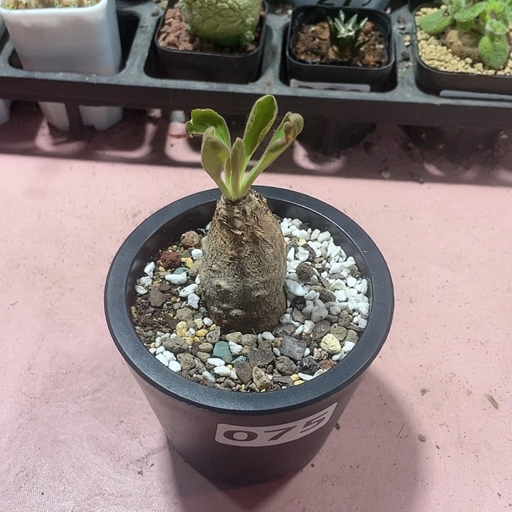 075产地土拨鼠大戟块根