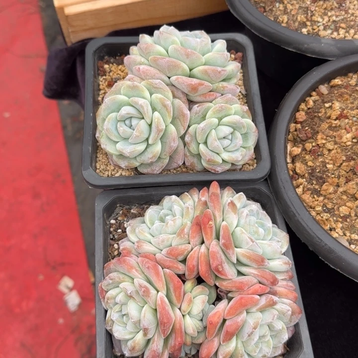 两颗一起的一物一拍的