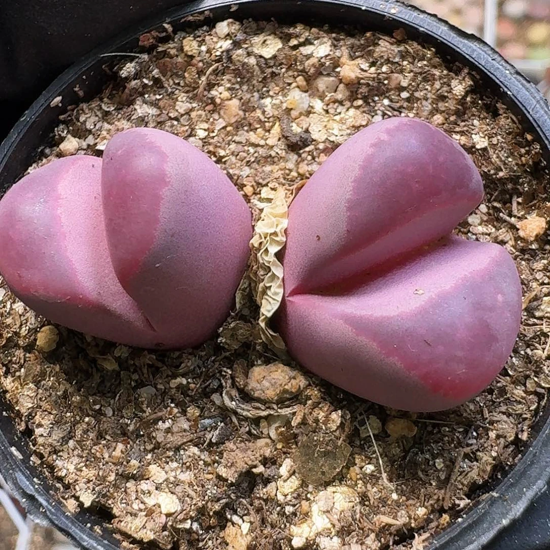 生石花121111。   311