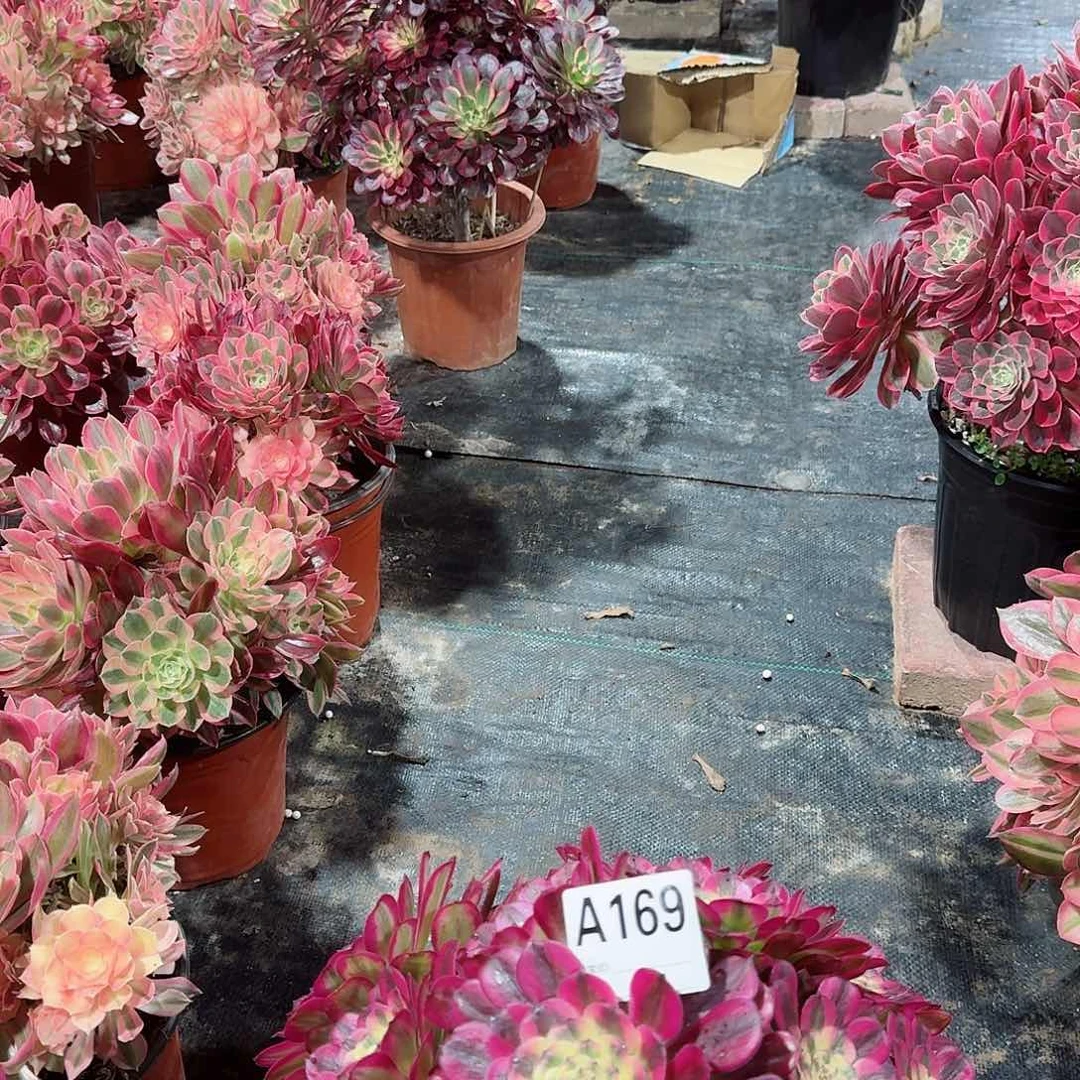 等****开舞天姬老桩子169