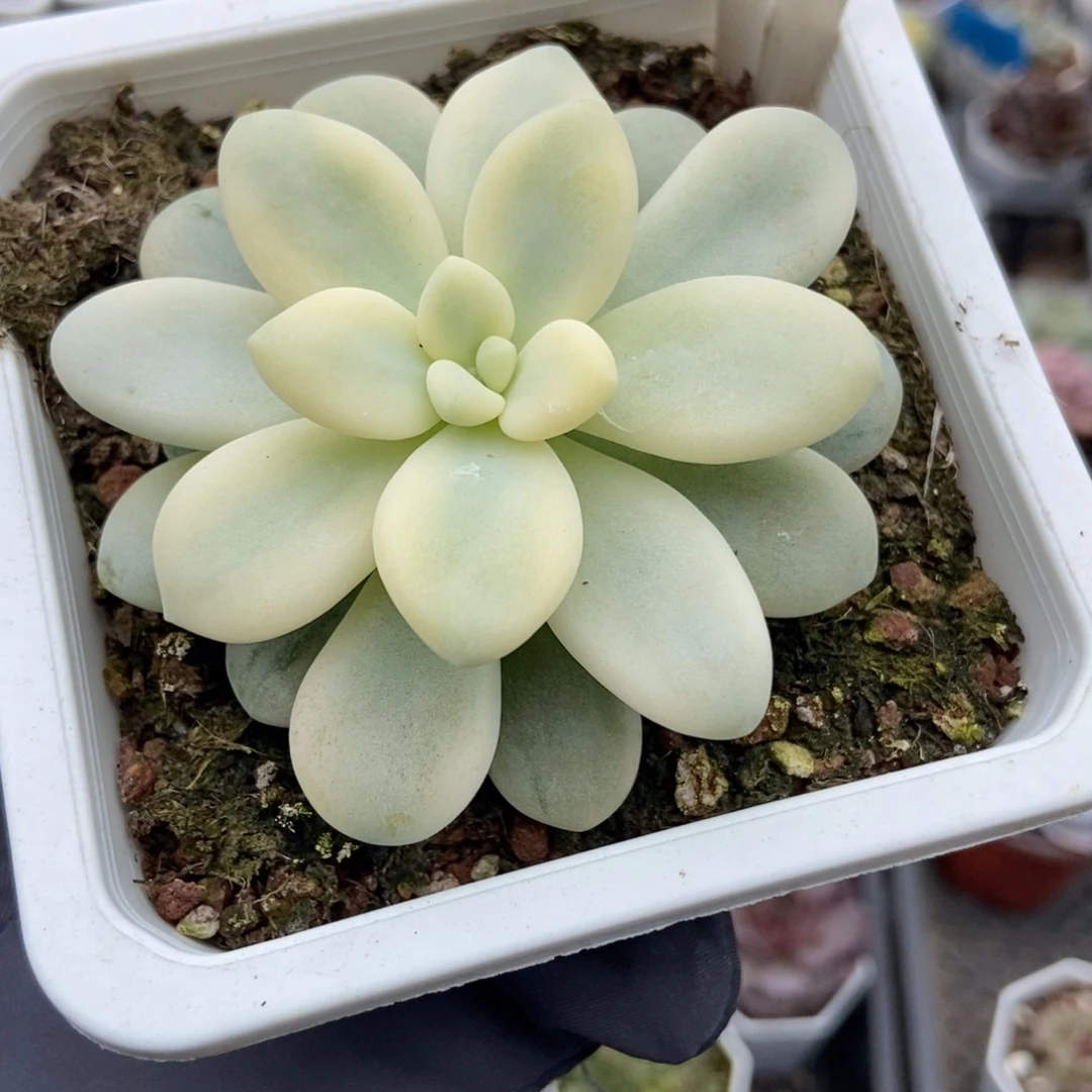 1047艾伦锦多肉植物