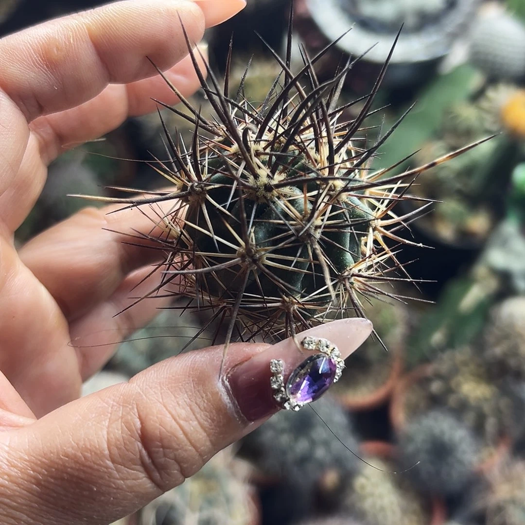 林氏虾仙人球6666666