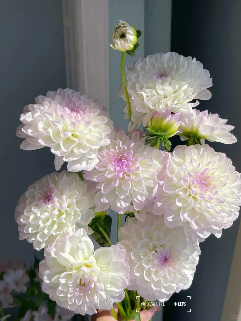 （伊芙妮）进口大丽花种球多年生