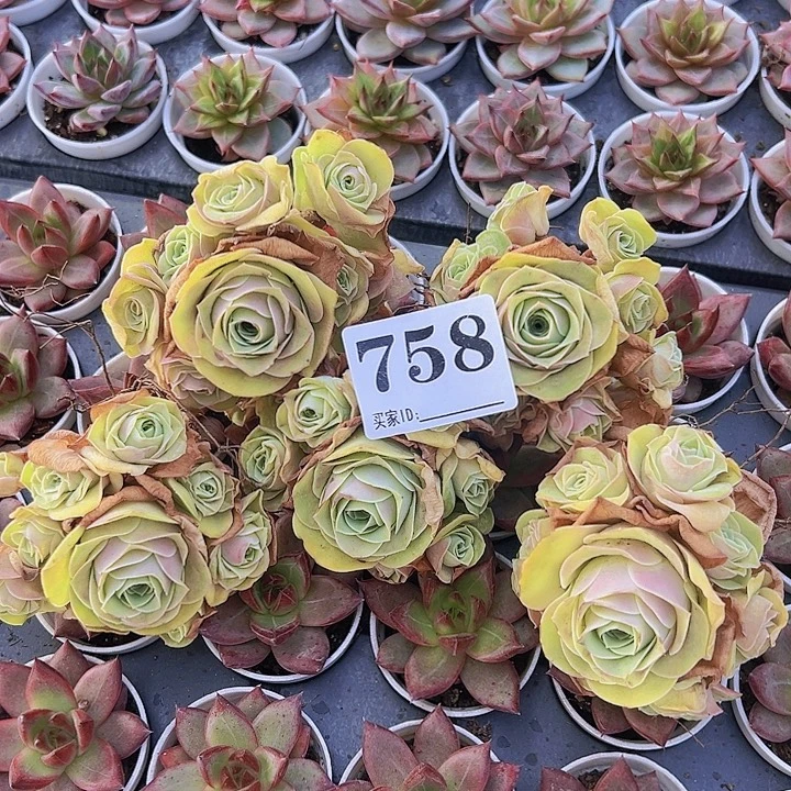 758一物一拍黄菲玉5颗