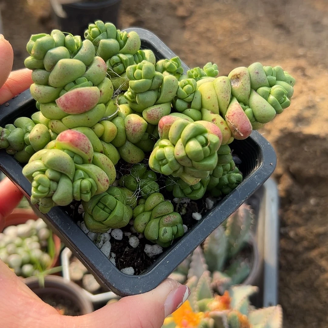 多肉植物丸叶寿无限