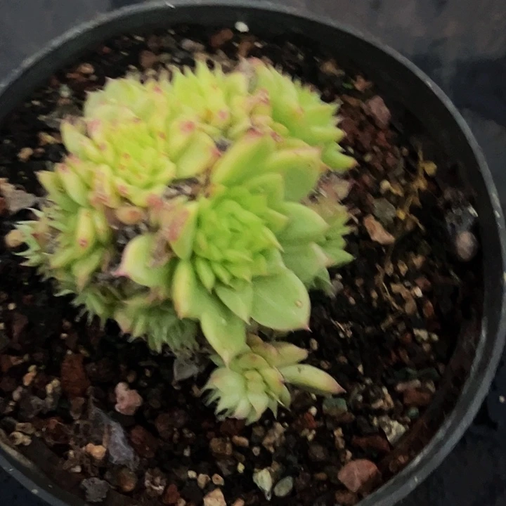 1颗美人系列多肉植物