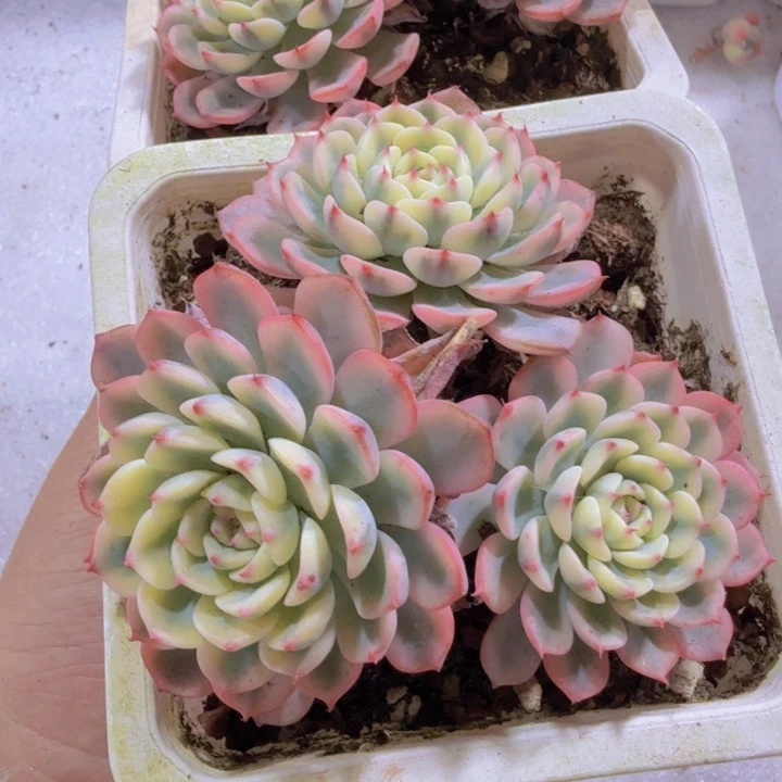 姬莲锦十厘米盆超级美