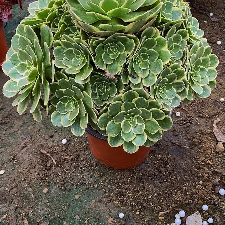 多肉植物粉花妖302多肉