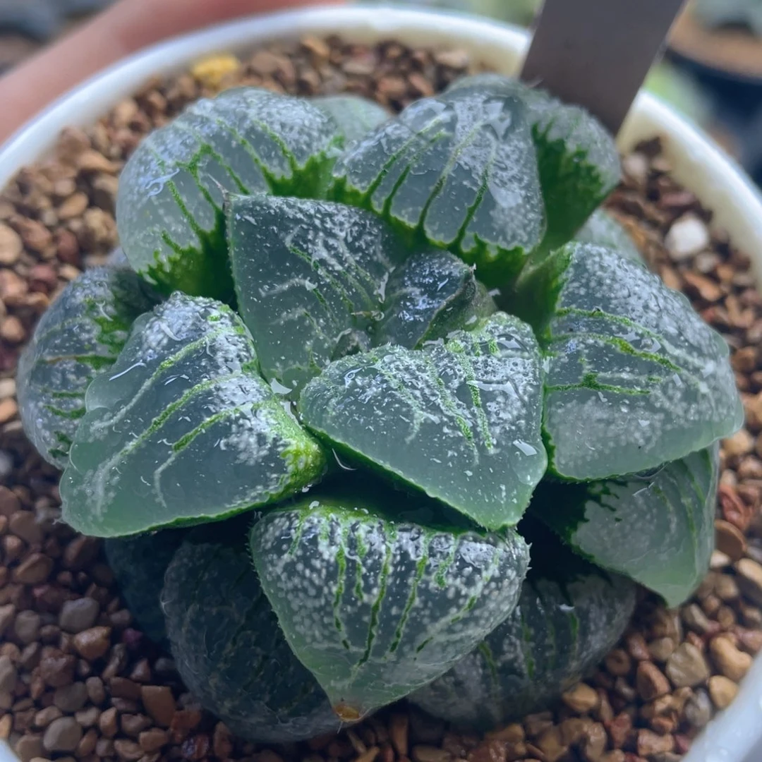 11.十二卷多肉云遮月寿。