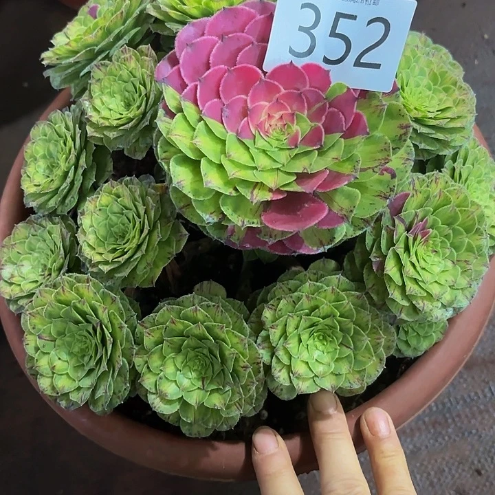 多肉植物知否352个