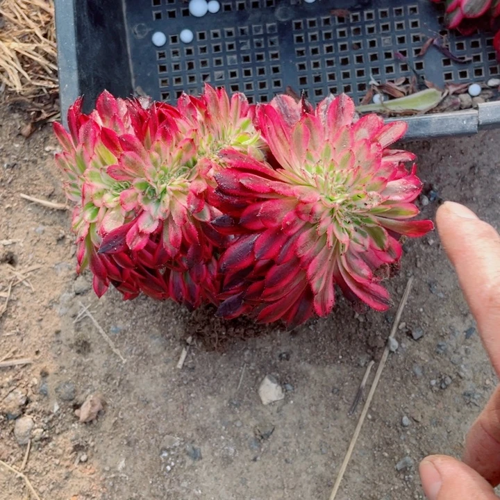 黑铜壶锦缀地里12号棚