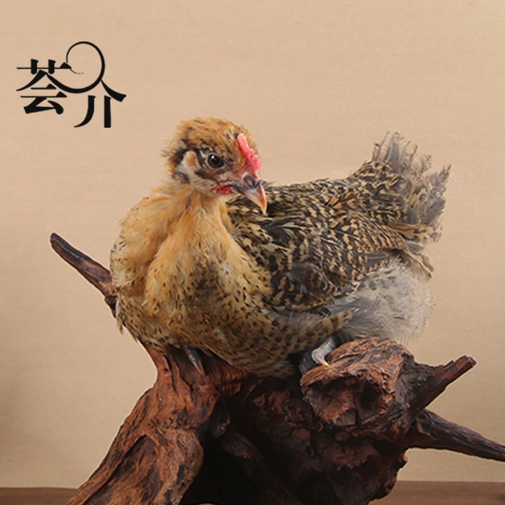 活体长尾鸡长尾小土鸡小笨鸡250g左右