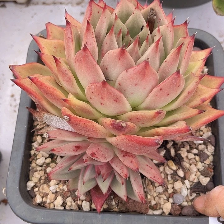 东云杂17205多肉植物