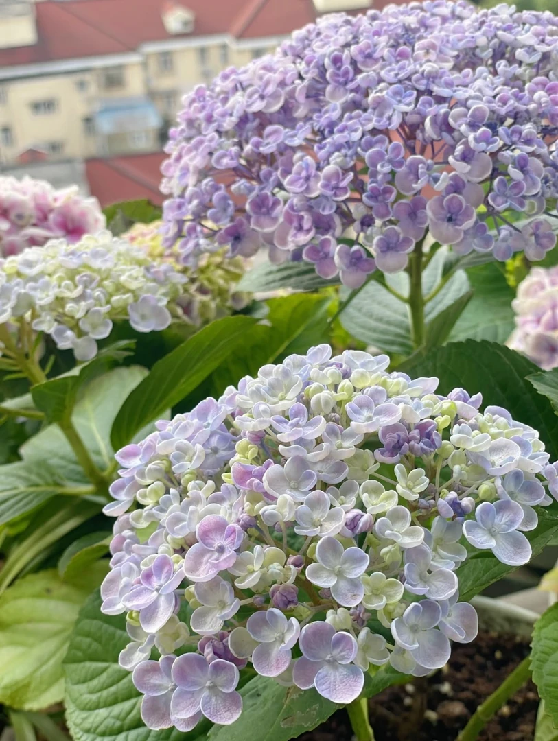 （爱莎-爆米花）绣球庭院盆栽