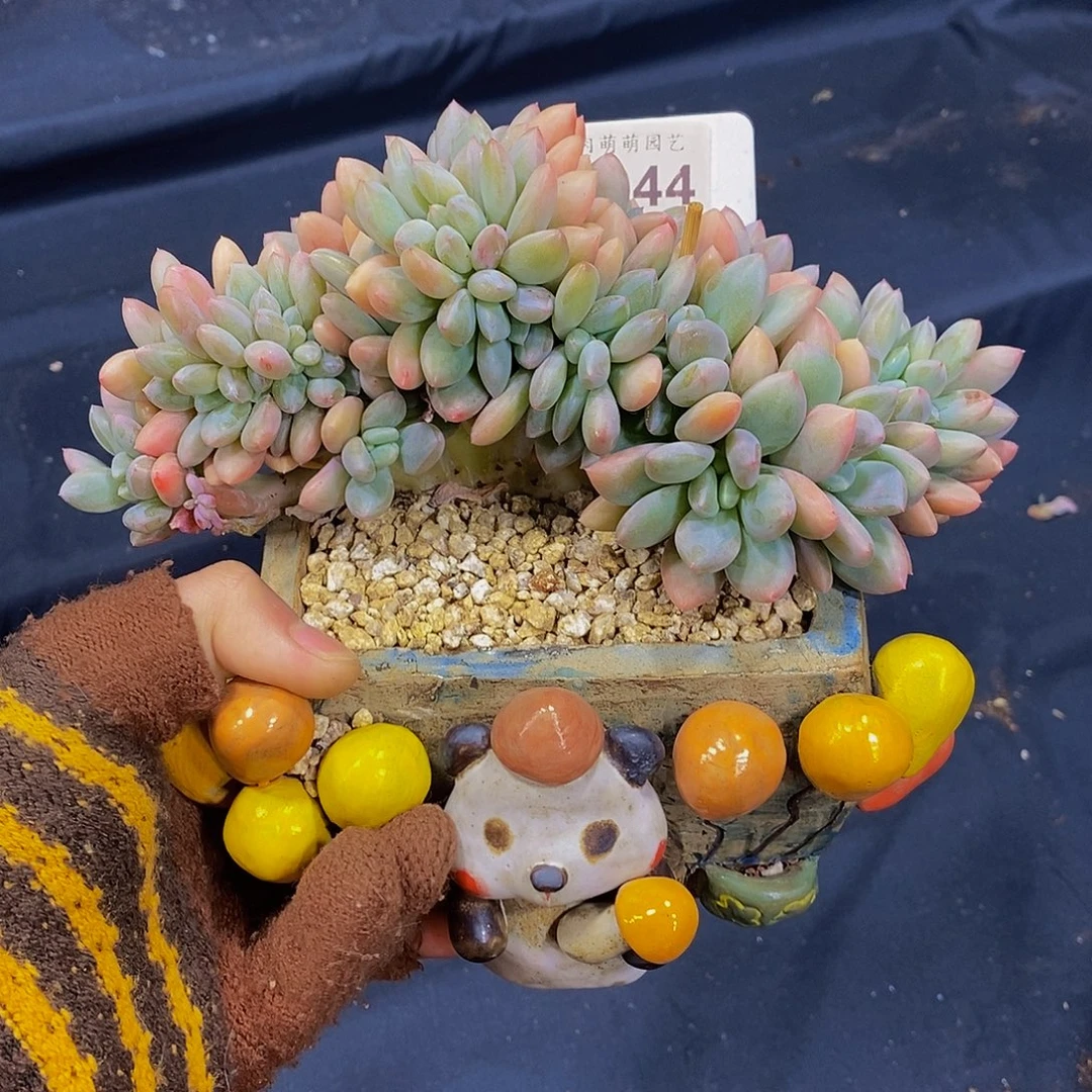 烧***球B044多肉发货美人缀化