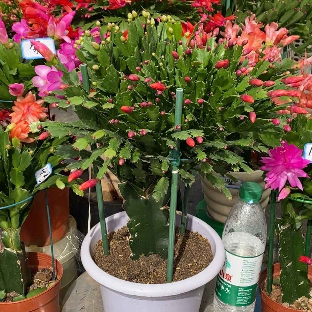 漂***忆完全开放9990 双色大苗