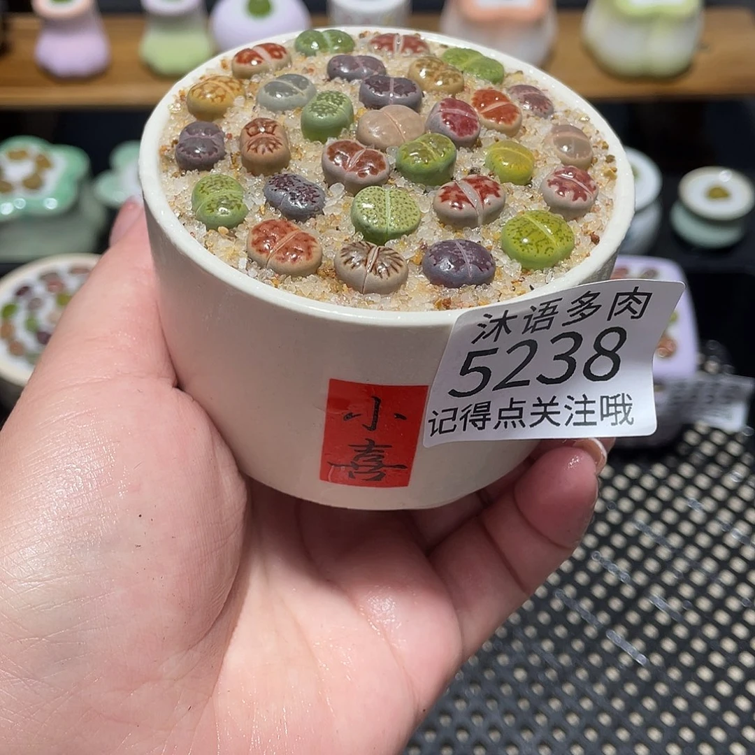 带盆土植物 一物一拍5238