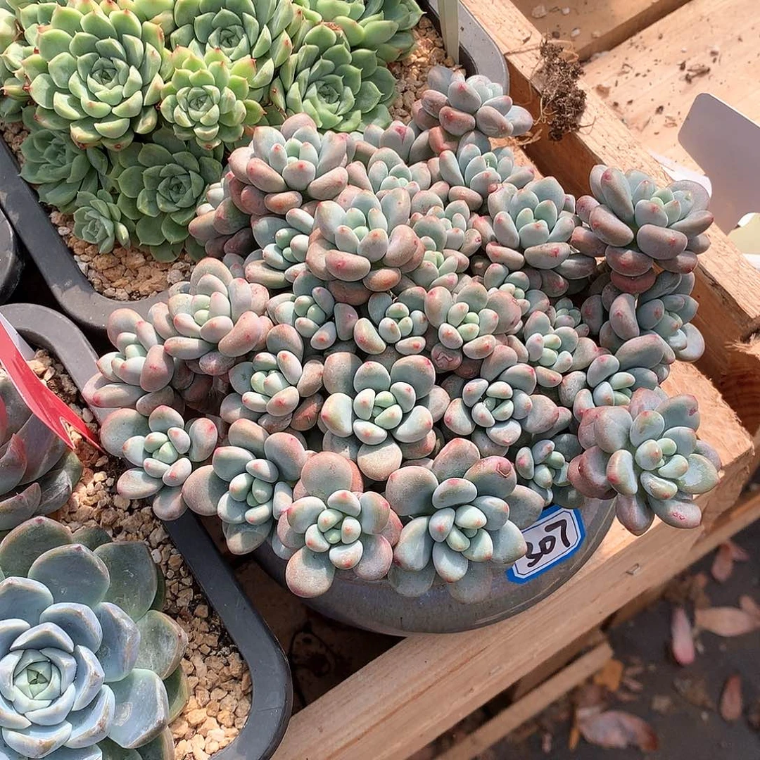 307 一物一拍多肉