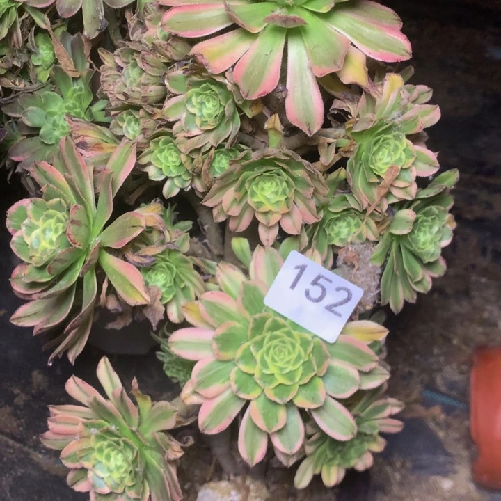 152艳日伞多肉植物