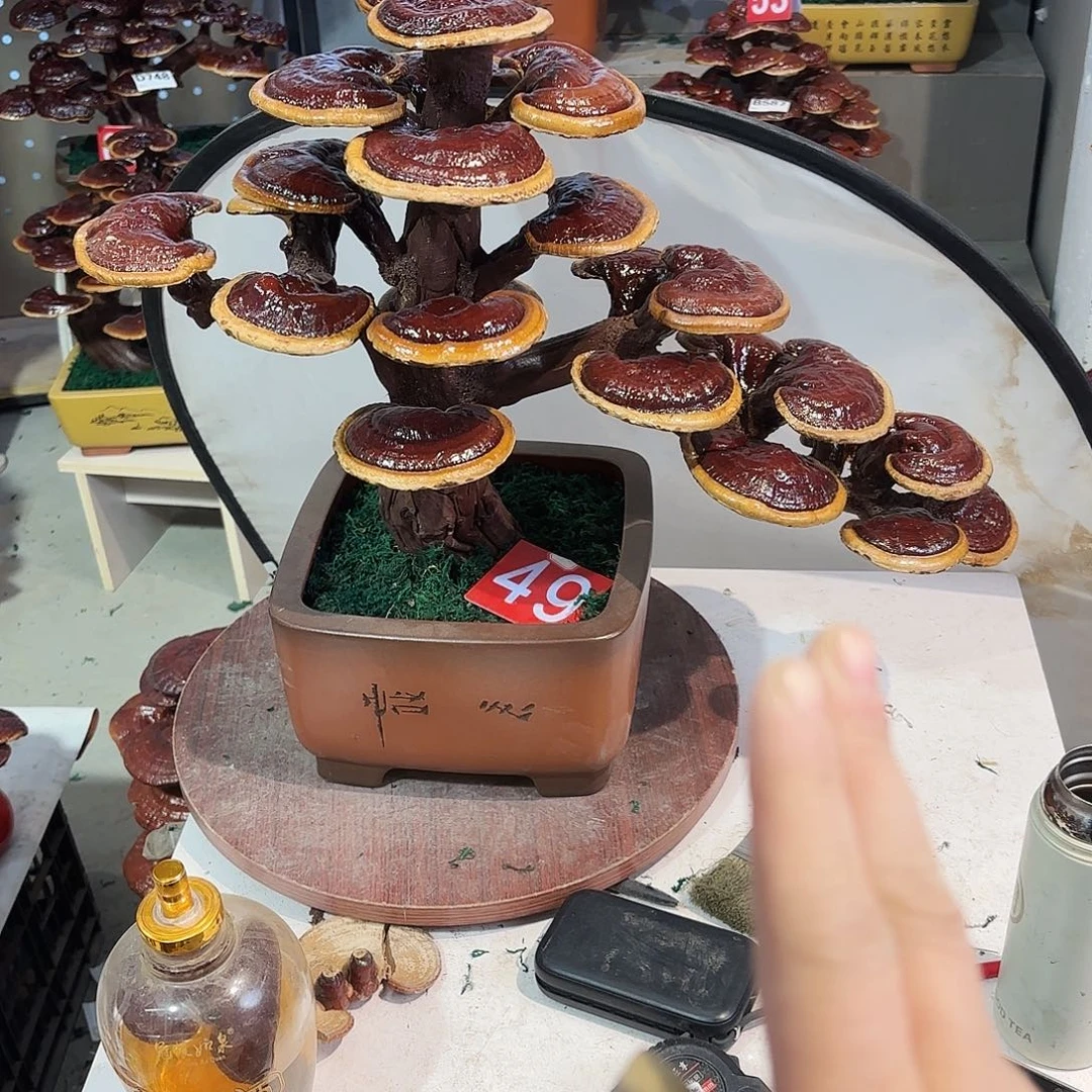 无花朵灵芝88888888555555555555