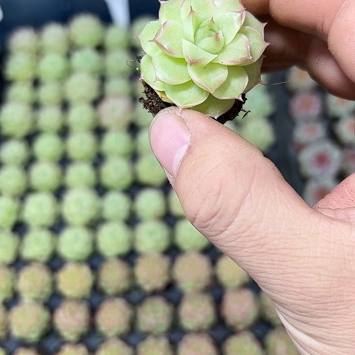 潘多拉 满10颗包邮