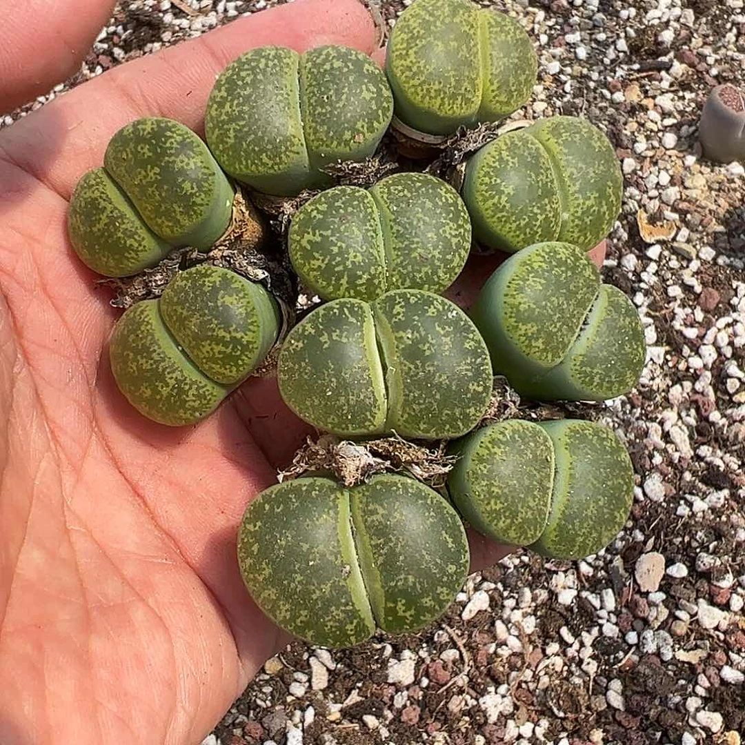 新粉首单包邮福利量拍双头绿紫勋5颗冠幅3.5-4厘米