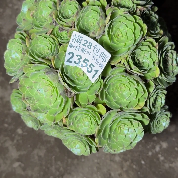 23551万拉丝不包断枝多肉
