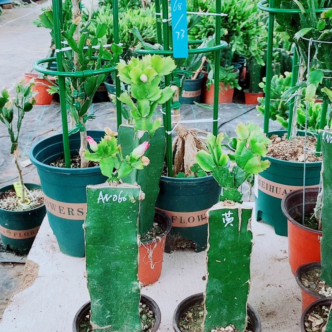 清***杯无花朵060，重瓣蟹爪兰