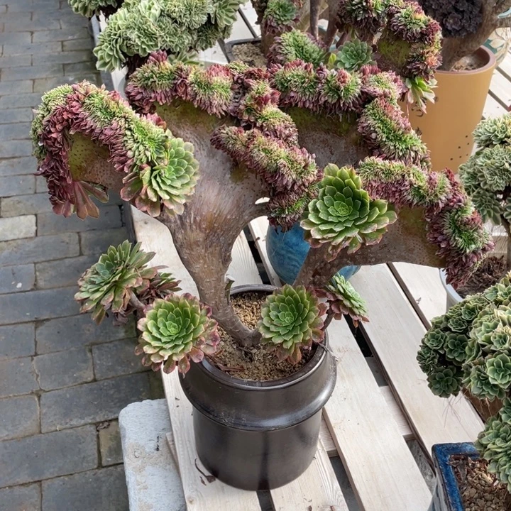 法师老桩缀化嘉年华