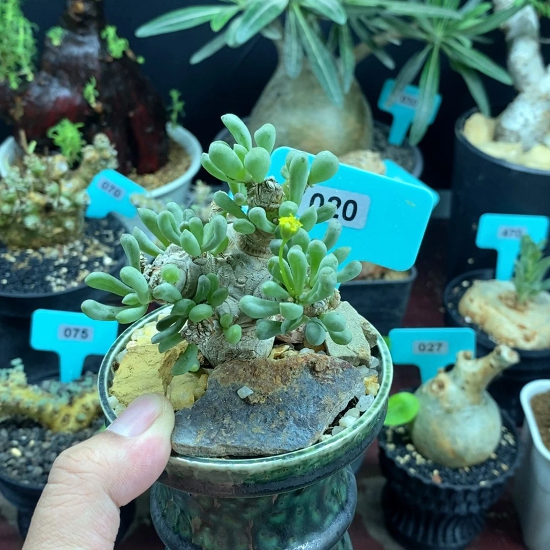 产地卡拉菲后墩菊多肉植物