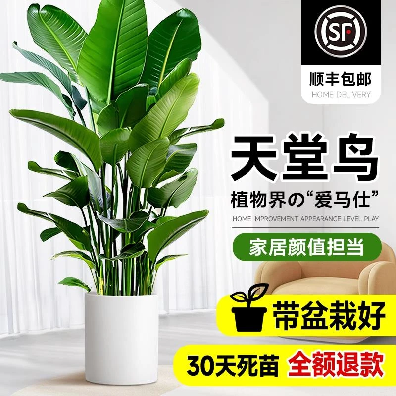 天堂鸟室内盆栽大型绿植客厅植物落地式发财树办公室好养活真树绿