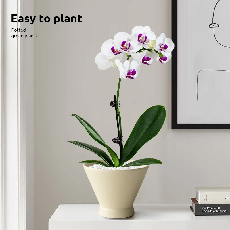 稀有雪玉蝴蝶兰粉蝶花卉盆栽带花带花苞室内客厅四季开花