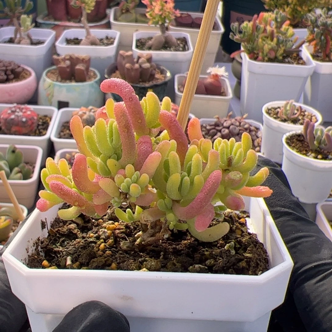 多肉植物枝干钻石黄锦