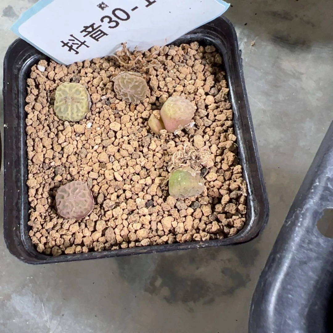 30-137量拍PVb9479超级烧麦一颗