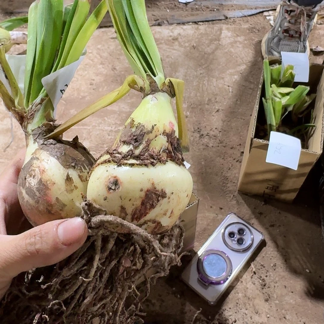 丽朵香妃双胞胎发